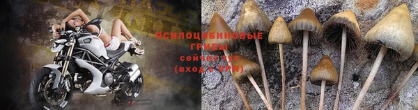 стаф Вязьма